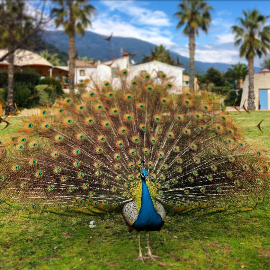Vila Can Jordi Del Montnegre Sant Iscle De Vallalta Exteriér fotografie